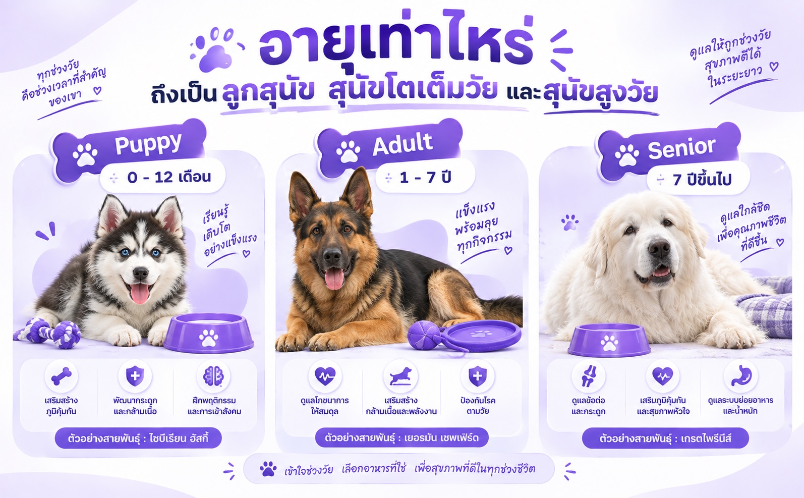 ตารางแสดงช่วงอายุของลูกสุนัข สุนัขโตเต็มวัย และสุนัขสูงวัย