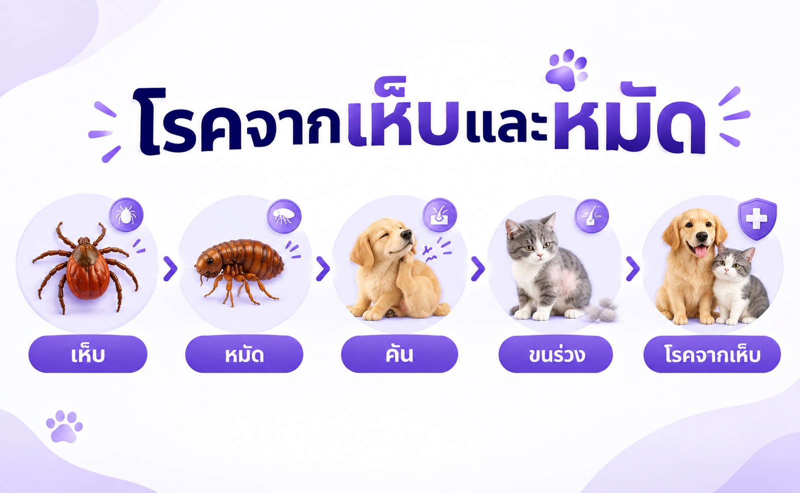 ตัวอย่างปัญหาที่เกิดจากเห็บและหมัดในสุนัขและแมว